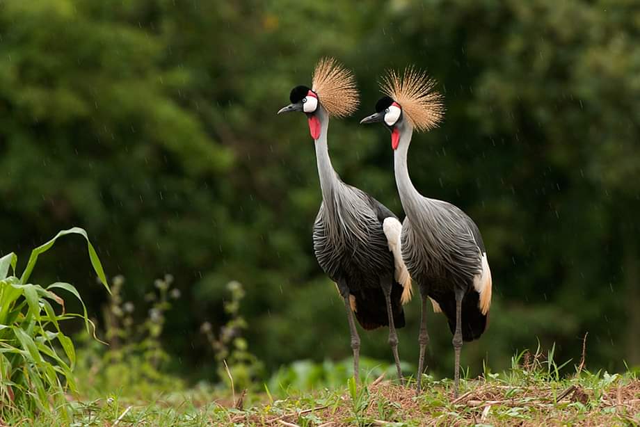 The Crested Crane, Uganda's national symbol